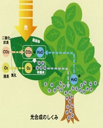 光合成のしくみの概要図